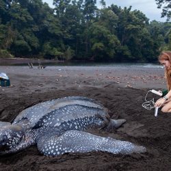 Callie Veelenturf measuring the nest of a leatherback sea turtle.